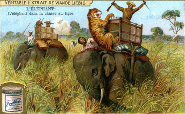 The Elephant on a tiger hunt, c1900. Artist: Unknown