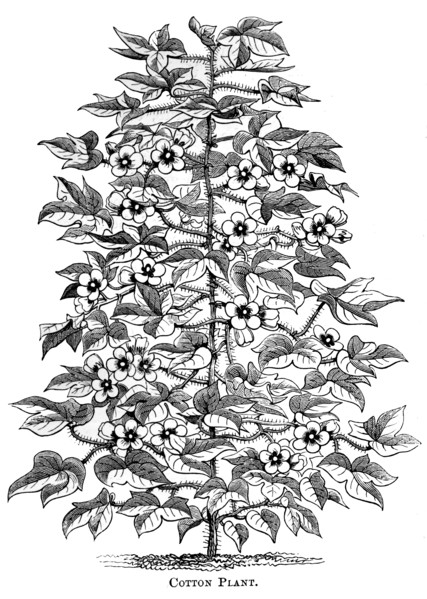 Cotton plant, c1880. Artist: Unknown