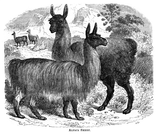 'Alpaca Sheep', c1880.Artist: JC