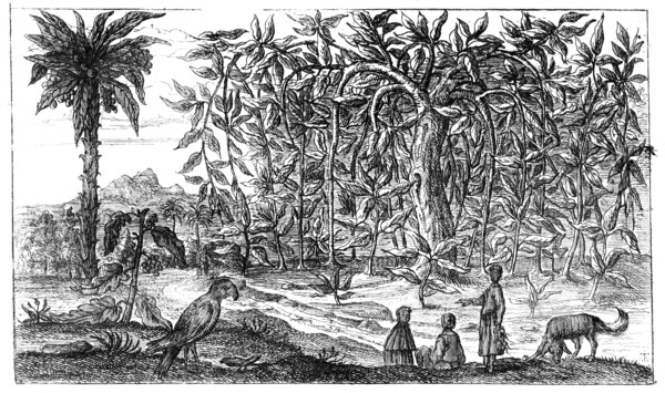 'Fig Trees', 19th century. Artist: Unknown