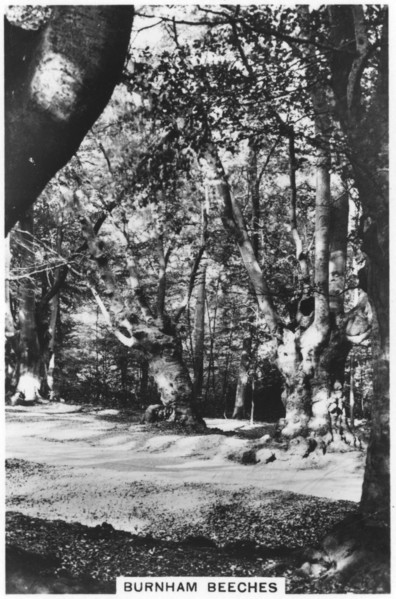 Burnham Beeches, Buckinghamshire, 1937. Artist: Unknown