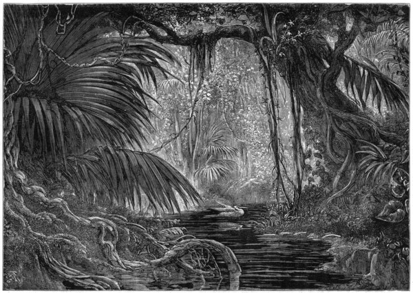 A forest scene in Peru, 1877. Artist: Unknown