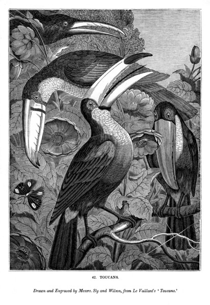 Toucans, c1770-1820 (1843). Artist: Messrs Sly and Wilson