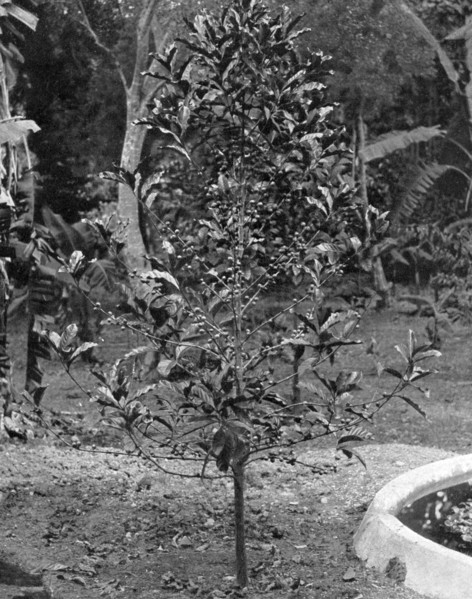 Coffee tree, Jamaica, c1905.Artist: Adolphe Duperly & Son