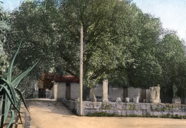 Terebinth tree, Hammam Meskoutine, Algeria. Artist: Unknown