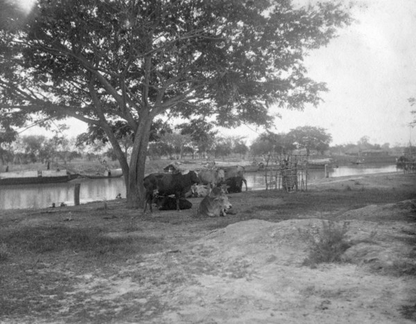 Cattle, Alipore, India, 1905-1906. Artist: FL Peters