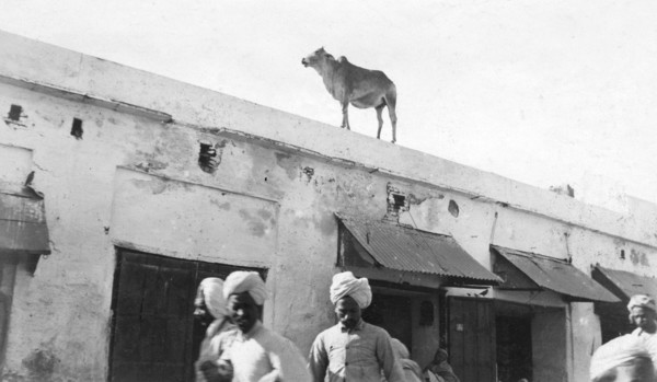 A cow on the roof of a building, Nowshera, India, 1916-1917. Artist: Unknown