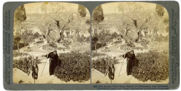 Ancient olive trees in the Garden of Gethsemane, near Jerusalem, Palestine, 1905.Artist: Underwood & Underwood