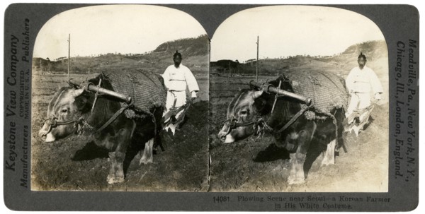 Farming near Seoul, South Korea, 1900s.Artist: Keystone