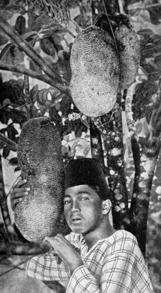 Malay gathering jackfruit, 1922. Artist: Unknown
