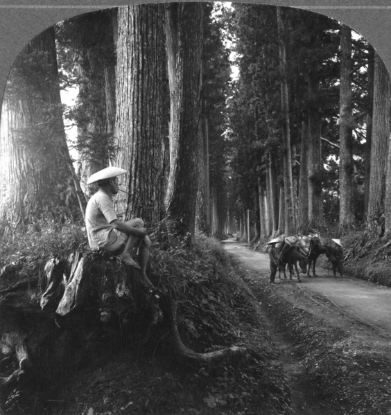 The sacred road to Nikko, Japan, 1905.Artist: BL Singley