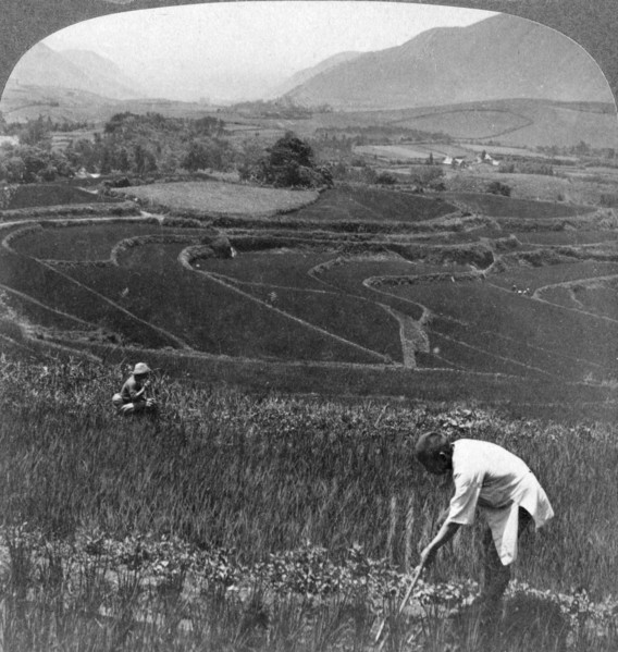 Fertile rice fields in the old crater of Aso-San, Japan, 1904.Artist: Underwood & Underwood