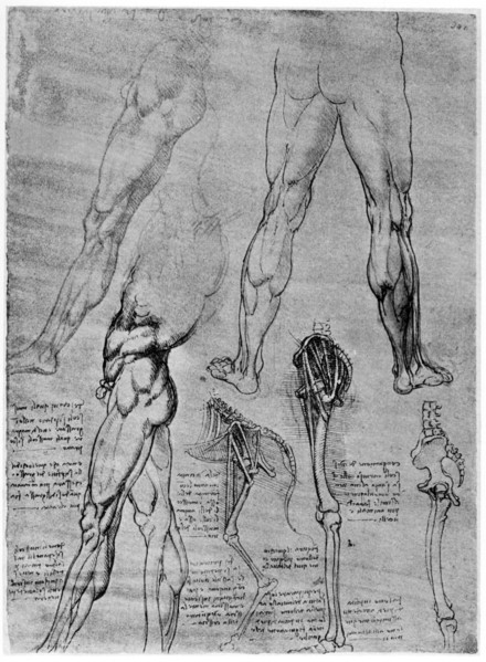 Studies in comparative anatomy, 1506-1507 (1954). Artist: Leonardo da Vinci
