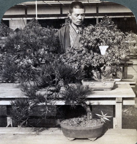 Dwarf pines and maples in Count Okuma's greenhouse, Tokyo, Japan, 1904. Artist: Underwood & Underwood