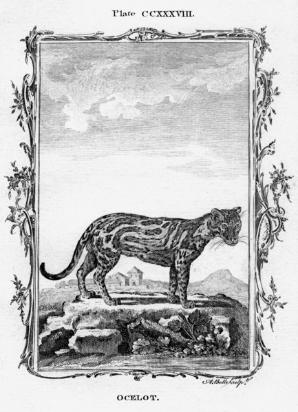Ocelot.Artist: A Bell