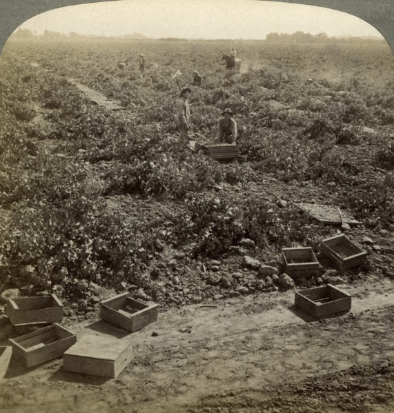 Drying raisins, Fresno, San Joaquin Valley, California, USA.Artist: Underwood & Underwood