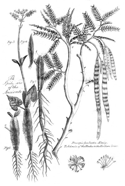 Prosopis Aculeata, 1799. Artist: Unknown
