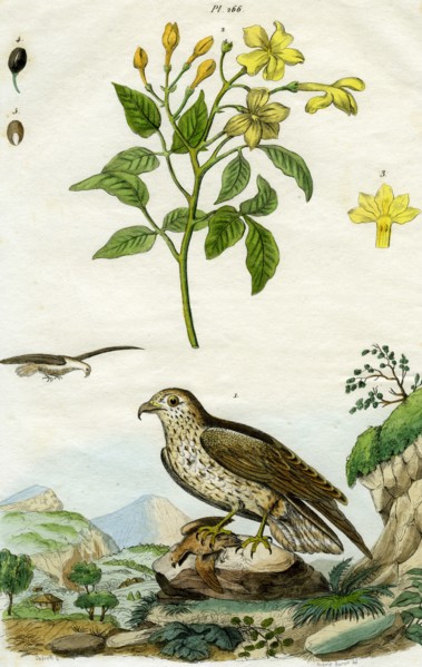 Jasmine and Short-toed Eagle, 18th or 19th century(?).Artist: Pedretti