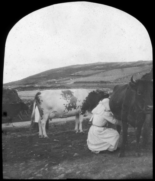 Milking, late 19th or early 20th century. Artist: Unknown