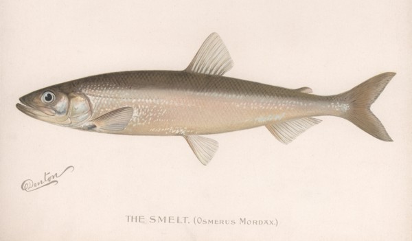 The Smeet (Osmerus Mordax.), c.1920s. Artist: Unknown