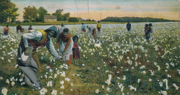 Cotton Picking, Augusta, Georgia, c1900. Artist: Unknown