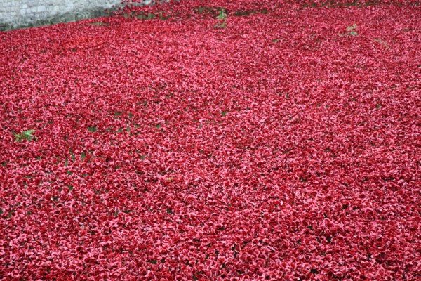 'Blood Swept Lands and Seas of Red', Tower of London, 2014.  Artist: Sheldon Marshall