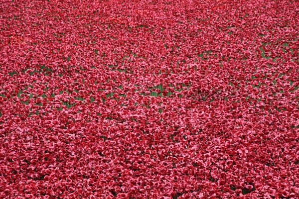 'Blood Swept Lands and Seas of Red', Tower of London, 2014.  Artist: Sheldon Marshall