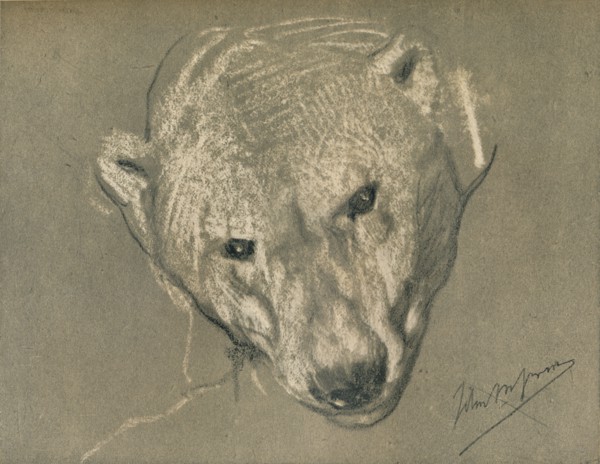 'Study of a Polar Bear's Head', c1901. Artist: John MacAllan Swan.