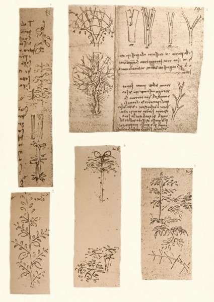 Five drawings illustrating the elements of landscape painting, c1472-c1519 (1883). Artist: Leonardo da Vinci.