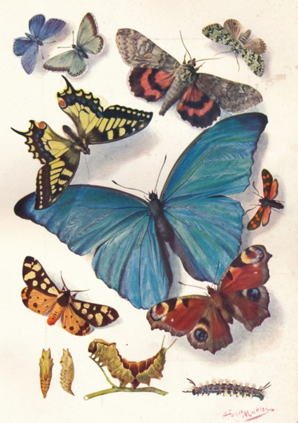 'Example of Colour Block Illustration for Scientific Work', c1903.