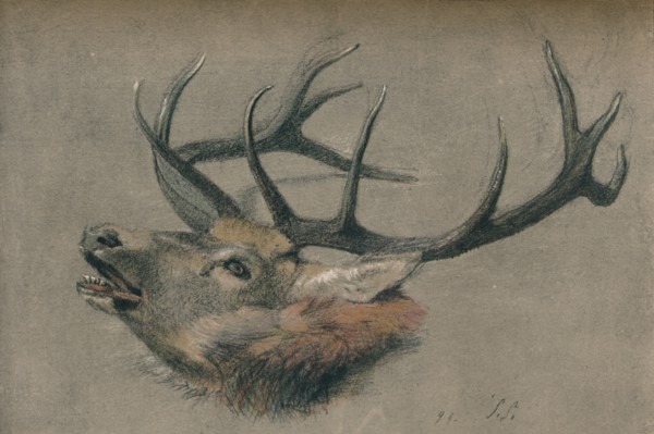 'Study of a Stag's Head', c1901. Artist: John Sydney Steel.