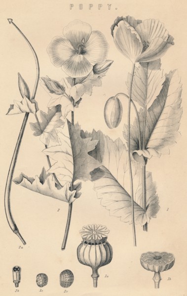 'Poppy', c19th century. Artist: Unknown.