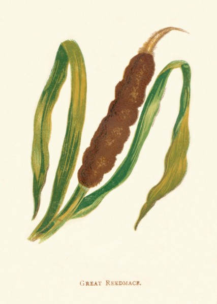 'Great Reedmace', c1891, (1891). Artist: Anne Pratt.