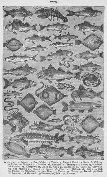 'Fish', 1907, (1907). Artist: Unknown.