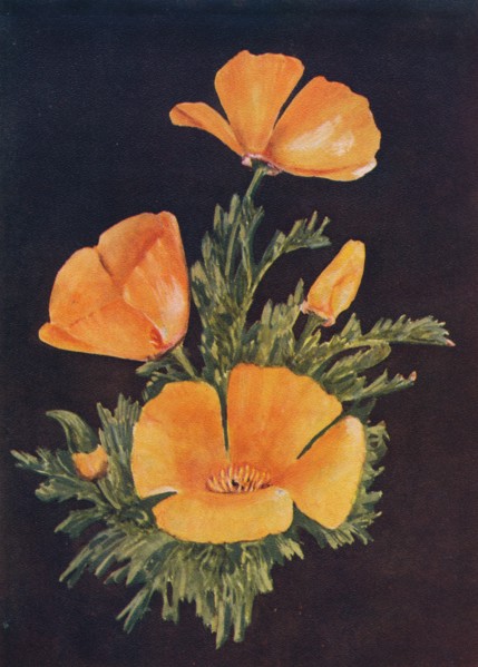 'California Poppy', c1915, (1915). Artist: Emma Graham Clock.
