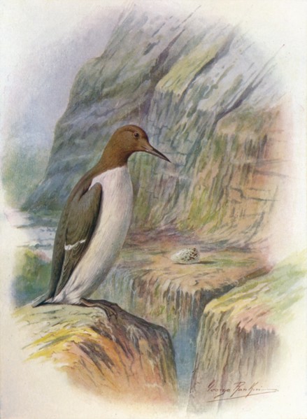 'Guillemot - U'ria troi'le', c1910, (1910). Artist: George James Rankin.