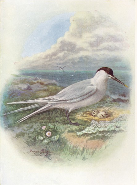 'Sandwich Tern - Stern'a canti'aca', c1910, (1910). Artist: George James Rankin.