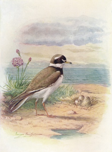 'Ringed Plover - Aegiali'tis hiatic'ola', c1910, (1910). Artist: George James Rankin.