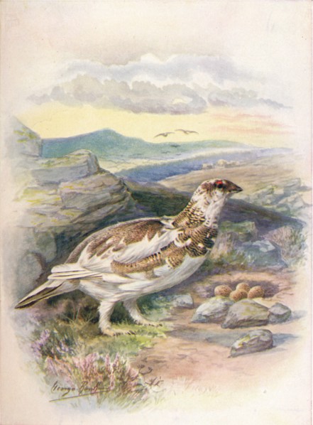 'Ptarmigan - Lago'pus mu'tus', c1910, (1910). Artist: George James Rankin.