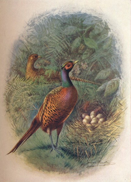 'Pheasant - Phasia'nus col'chicus', c1910, (1910). Artist: George James Rankin.