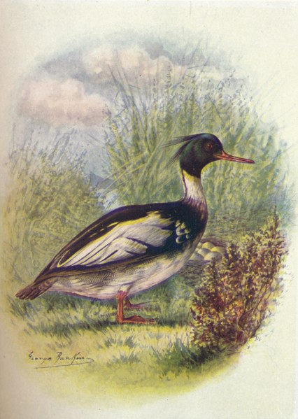 'Red-Breasted Merganser - Mer'gus serra'tor', c1910, (1910). Artist: George James Rankin.