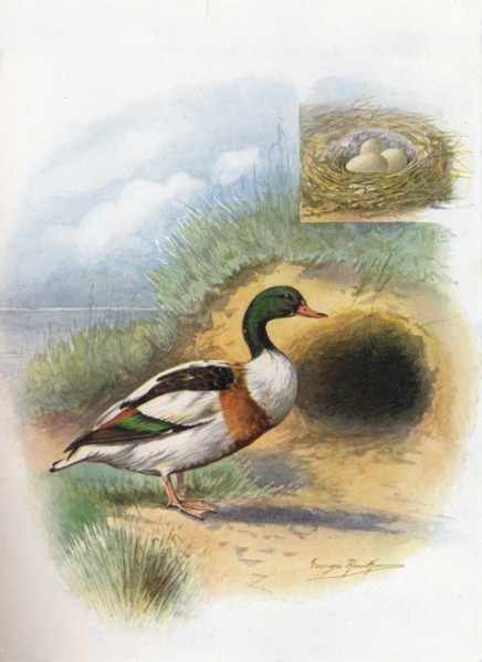 'Sheld-Duck or Sheldrake - Tador'na cornu'ta', c1910, (1910). Artist: George James Rankin.