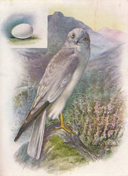 'Hen-Harrier - Cir'cus cyan'eus', c1910, (1910). Artist: George James Rankin.