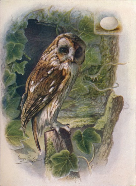 'Tawny or Brown Owl - Syrn'ium alu'co', c1910, (1910). Artist: George James Rankin.