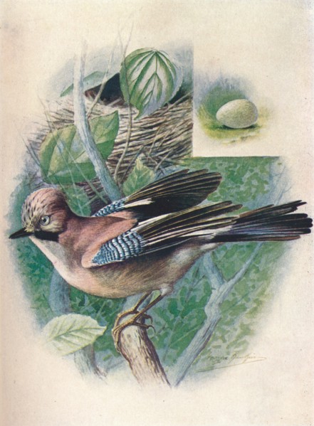 'Jay- Gar'rulus glanda'rius', c1910, (1910). Artist: George James Rankin.