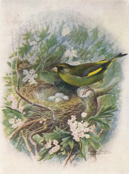 'Greenfinch - Liguri'nus chlo'ris', c1910, (1910). Artist: George James Rankin.