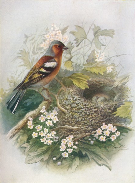 'Chaffinch - Fringil'la coe'lebs', c1910, (1910). Artist: George James Rankin.