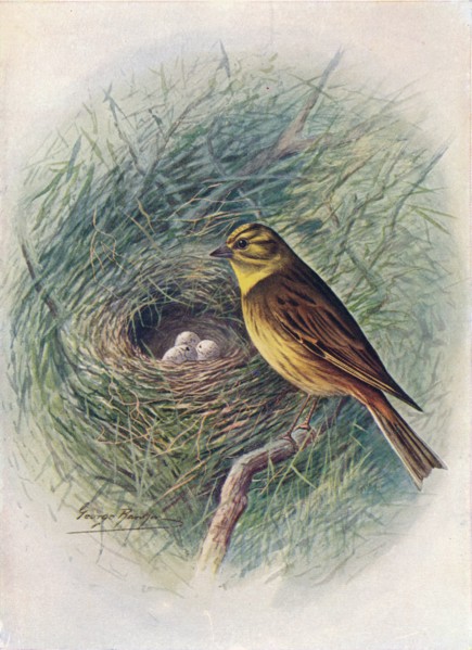 'Yellow-Hammer or Yellow-Bunting - Emberi'za citrinel'la', c1910, (1910). Artist: George James Rankin.