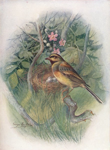 'Cirl-Bunting - Emberi'za cirl'us', c1910, (1910). Artist: George James Rankin.