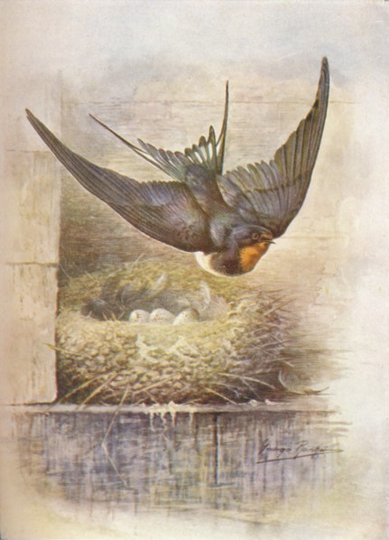 'Swallow - Hirun'do rus'tica', c1910, (1910). Artist: George James Rankin.